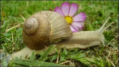 Comment appelle-t-on un escargot sans coquille ?