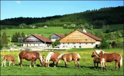 On peut voir cet animal dans une ferme. Remettez les lettres dans l'ordre : T U O N O M