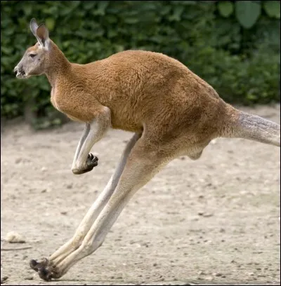 O&ugrave; le kangourou vit-il en g&eacute;n&eacute;ral ?