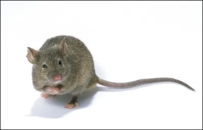 Quel animal a peur des souris ?