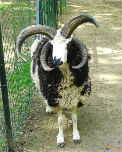 Quelle est la femelle du bouc ?