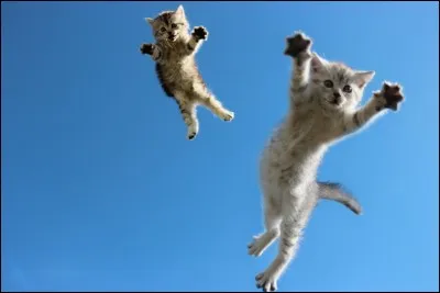 Cochez le seul mammif&egrave;re qui a la capacit&eacute; de voler.