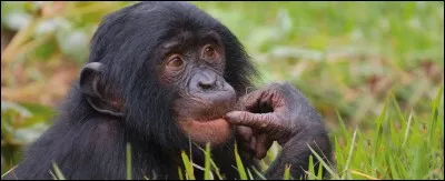 Comment appelle-t-on la femelle du singe ?