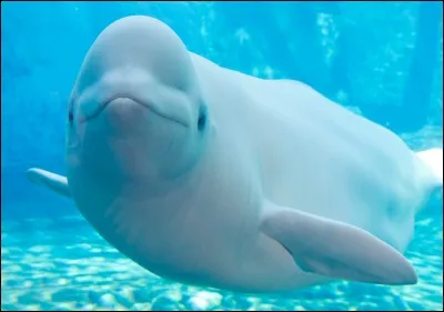 Lequel de ces animaux est appelé "baleine blanche" ?