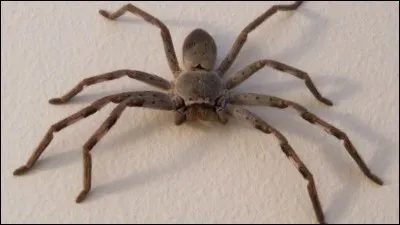 Combien de pattes l'araignée a-t-elle ?