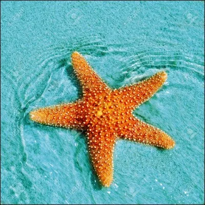 Combien l'étoile de mer a-t-elle de bras ?