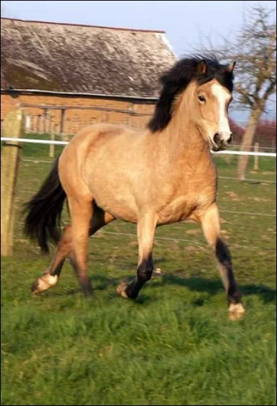 Quelle est sa robe ?