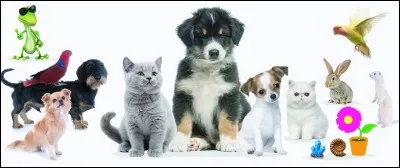 Quel animal préfères-tu ?