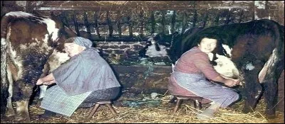 Je vous fais une introduction à la vie dévote selon Saint François de Sales !
De quoi le lait est-il l'équivalent selon la vertu qui nous porte vers le bien d'autrui ?