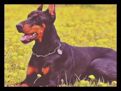 Le nom Doberman provient d'une personne appelée Karl Friedrich Louis.