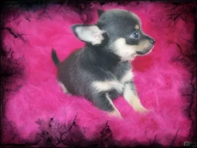 Quelle est la plus petite race de chiens ?