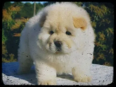 La langue des chow-chow est rose à la naissance. Mais, dès la 8e semaine, elle devient...