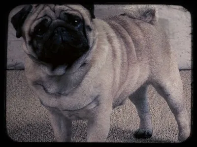 De quel continent les carlins sont-ils originaires ?