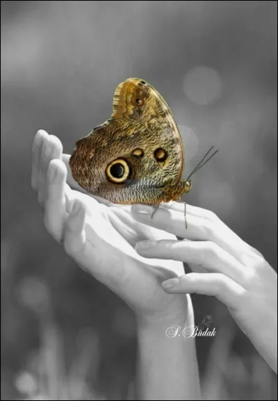 Quel insecte ne peut-on pas prendre quand on a le moral bas ?