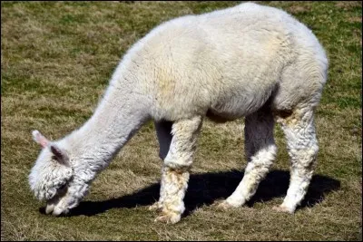 Quel est cet animal ?