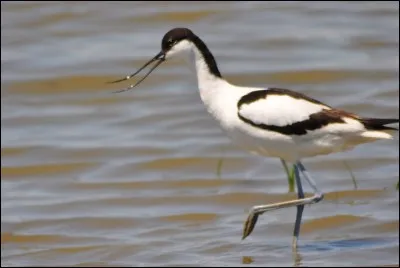 Quelle gourmandise rime avec le nom de cet oiseau, l'avocette ?