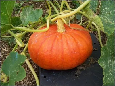 Ce n'est pas une citrouille. Trouvez les gâteaux qui riment avec son nom.