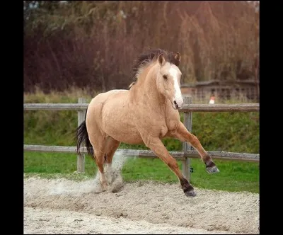 &Agrave; qui appartient ce grand poney ?
