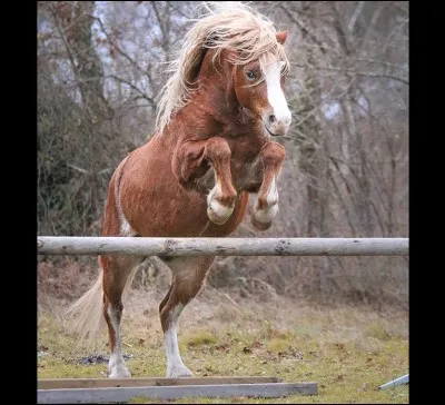 &Agrave; qui appartient ce poney ?