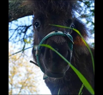 &Agrave; qui appartient ce poney ?