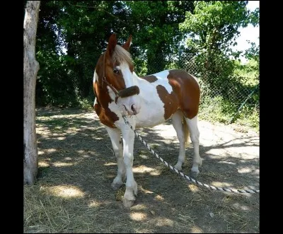&Agrave; qui appartient ce cheval ?