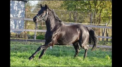 &Agrave; qui appartient ce grand poney ?