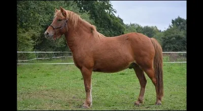 &Agrave; qui appartient ce poney ?