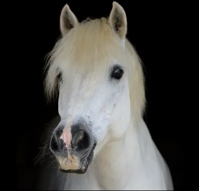 &Agrave; qui appartient ce poney ?