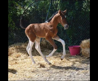 &Agrave; qui appartient cette pouliche ?