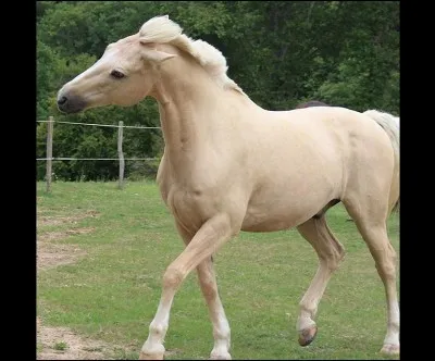 &Agrave; qui appartient ce grand poney ?