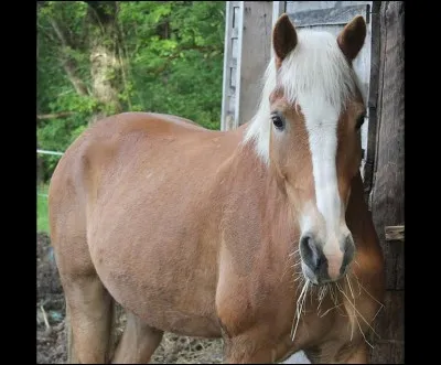 &Agrave; qui appartient ce cheval ?