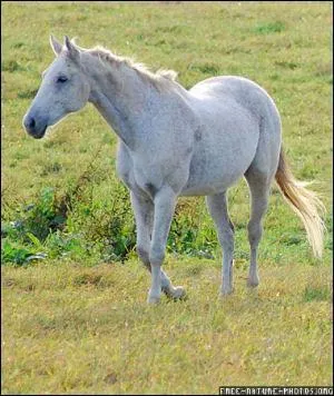 Quelle est la robe de ce cheval ?