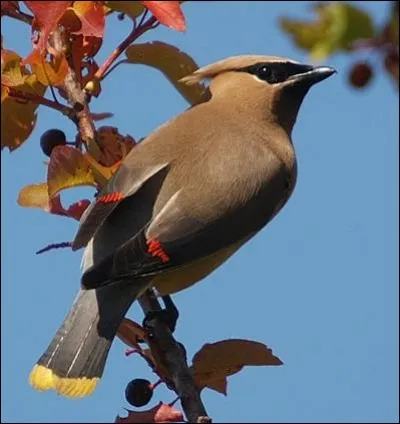 Quel est cet oiseau qui n'est pas vraiment exotique ?