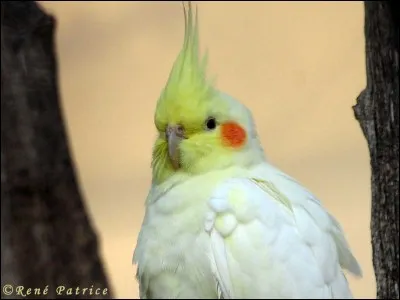 Quel est cet oiseau ?