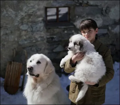 Combien Belle a-t-elle eu de chiots ?