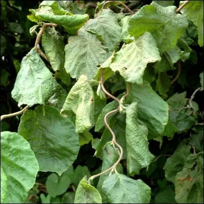 Ses feuilles sont  :