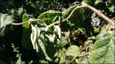 Les fleurs qui apparaissent en hiver sont  :