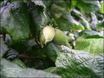 Les fruits de ce végétal sont  :