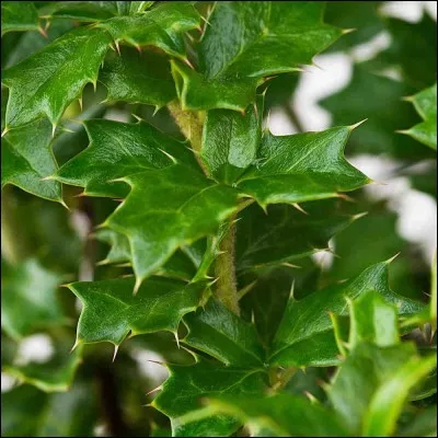 Il a des feuilles...