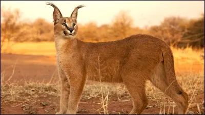 Le caracal vit dans les savanes et territoires semi-arides, il s'agit d'un...