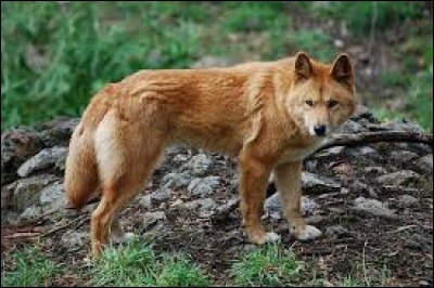 Le dingo vit en Australie et Amérique du Sud, il s'agit d'un...