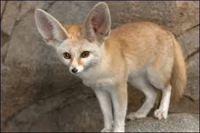 Le fennec est un animal adapté à la vie dans le désert, il s'agit d'un...