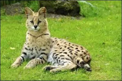 Le serval vit principalement dans les savanes humides, il s'agit de...