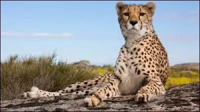 Le guépard est considéré comme l'animal terrestre le plus rapide au monde, il s'agit d'un...