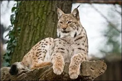 Le lynx habite dans les forêts en plaine comme en montagne, il s'agit d'un...