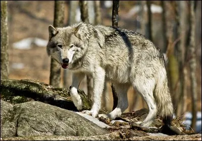 Le loup est une espèce protégée, il s'agit d'un...