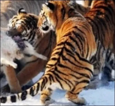 C'est dans l'arène que tout va se terminer, et il ne rigole pas Maximus !