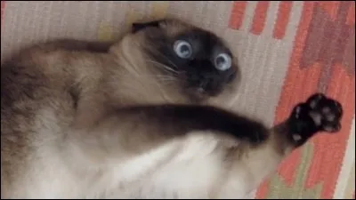 Que ferais-tu pour Corbeau ?