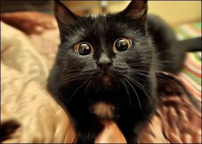 Corbeau est pour toi...