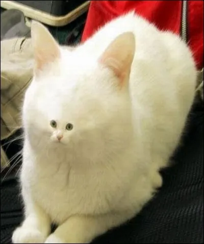 Ton Clan préféré est :